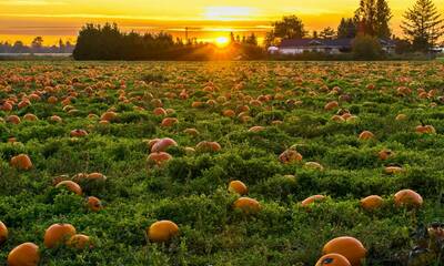 Pierce County Pumpkin Patches to Visit in 2022